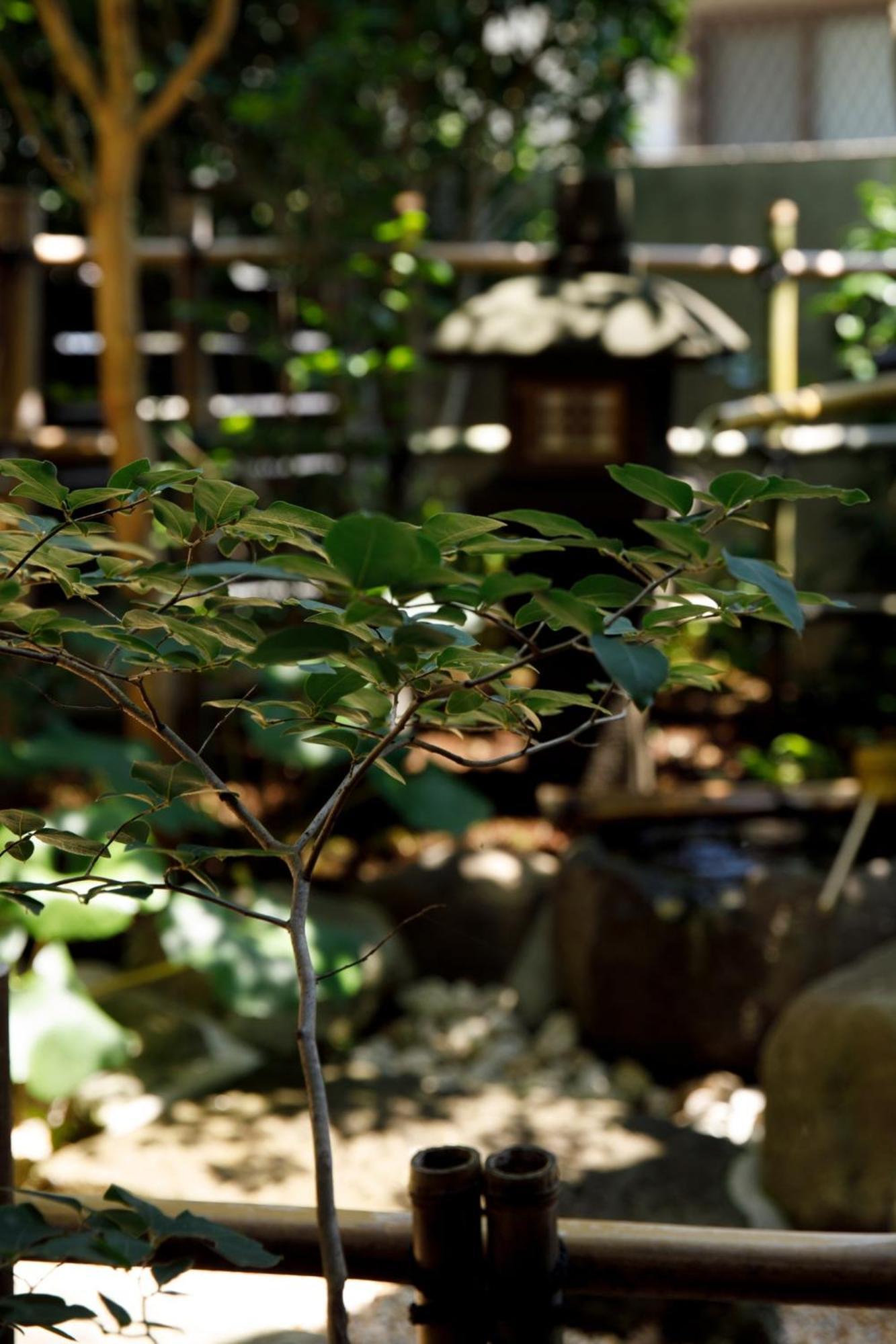 Koto Tea House - Vacation Stay 12810 Kumamoto Ngoại thất bức ảnh